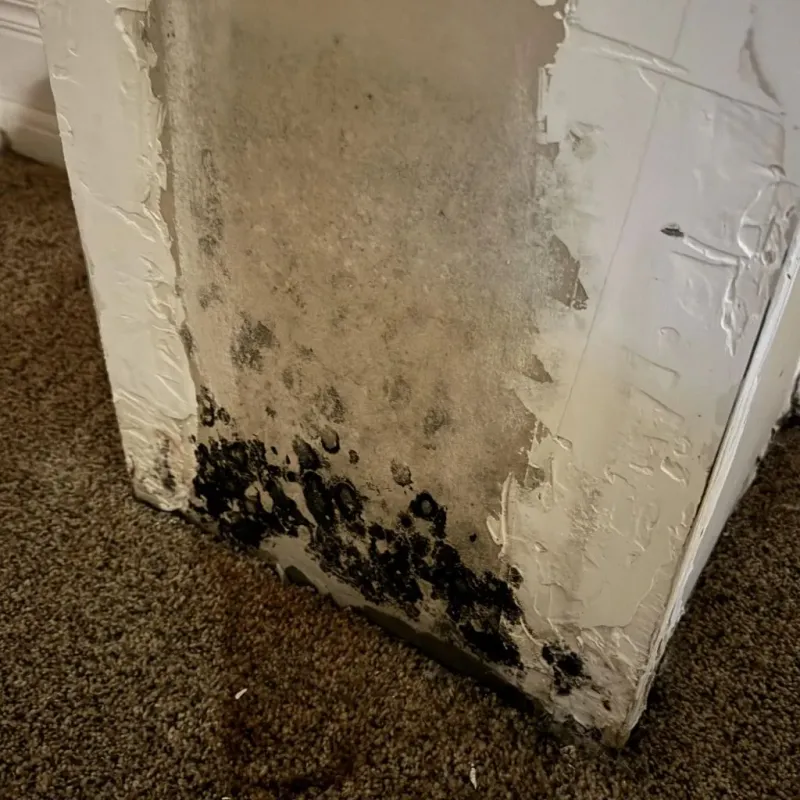 Professional Mold Removal in Gail, TX